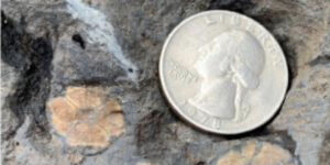 Chiastolite crystals in matrix with an American quarter for scale