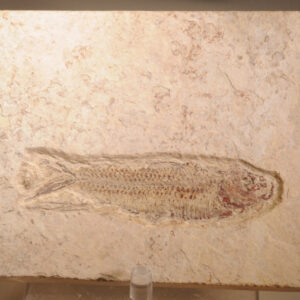 Fossil fish and note cards