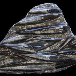 Large Orthoceras Plate