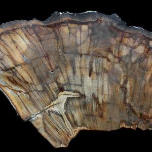 Large Petrified Wood Slice