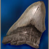 Megalodon Tooth