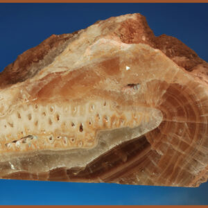 Aragonite "Dragon Face"