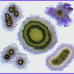 Six Amethyst Stalactite Slices