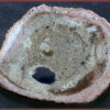 Petrified Tree Fern