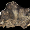 Petrified Wood Slab