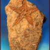 Starfish Fossil