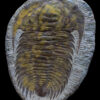 Andalusiana Trilobite